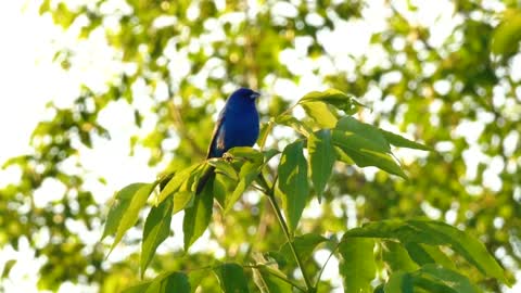 WBU Nature Centered _ Relax & Enjoy the Birds _ Buntings