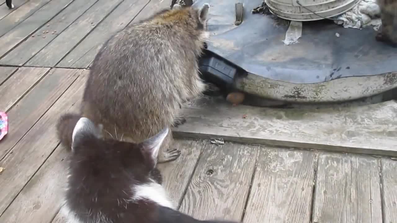 Talented dancing raccoon gets away with tasty treats