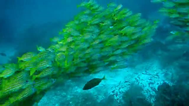 A terrible green color for fish swimming in the sea🐠