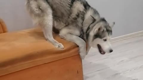 Husky Seems to Be Afraid of Heights