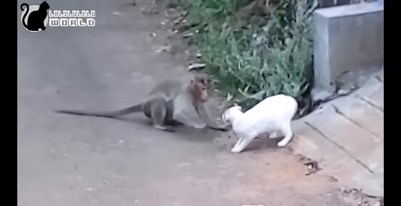 Naughty monkey vs cat🐱🐈