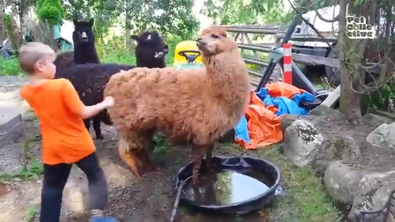 Funny animal video