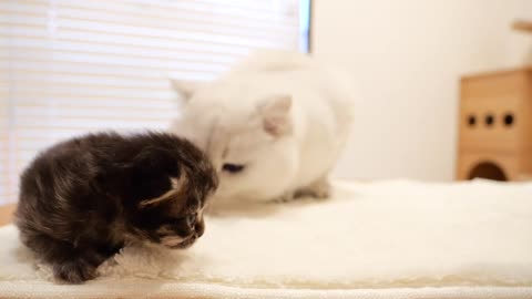 A black kitten with a white father cat is strangely friendly.