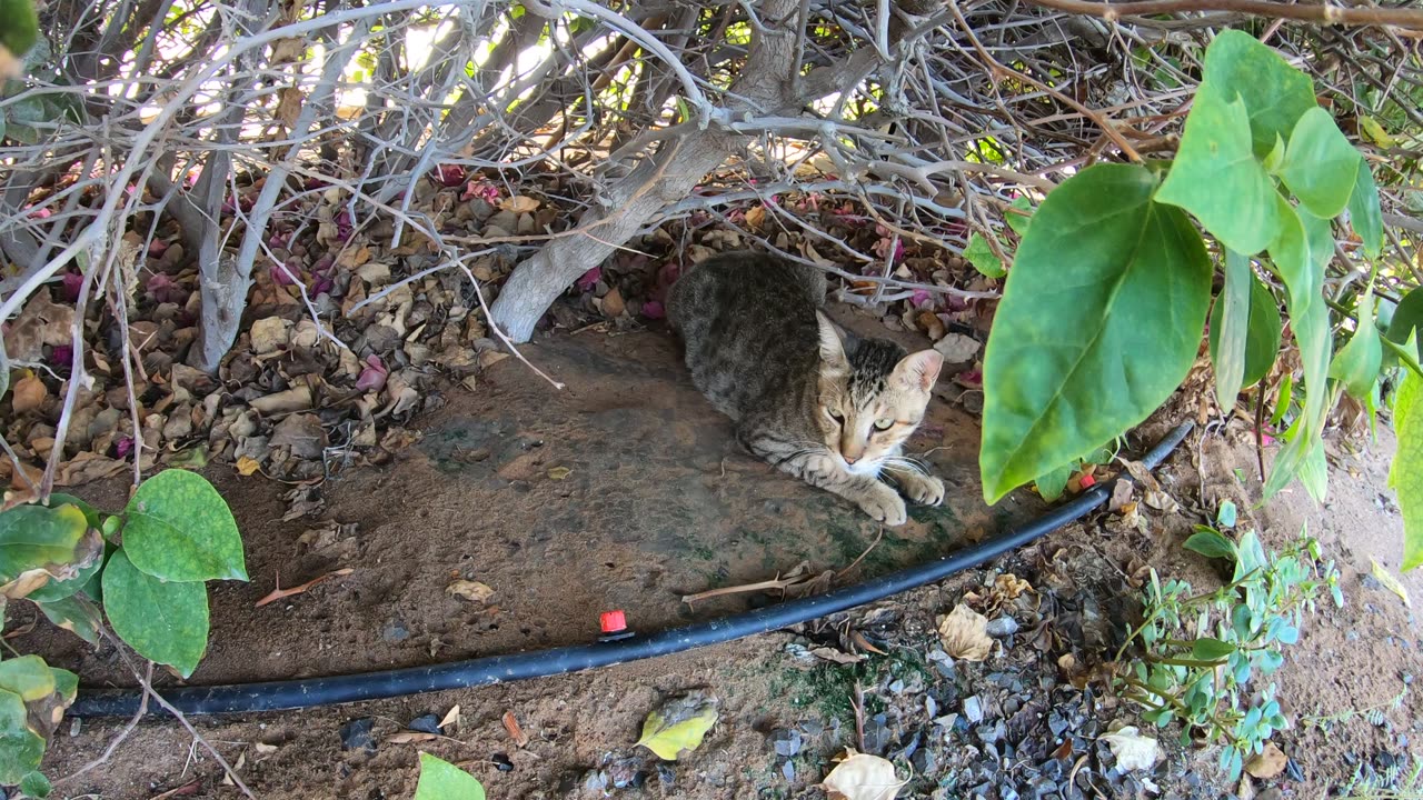 MICHAEL JACKSON & CHRIS MARTIN & ED SHEERAN - Homeless cats in Ras Al Khaimah, UAE #cat #cats #viral