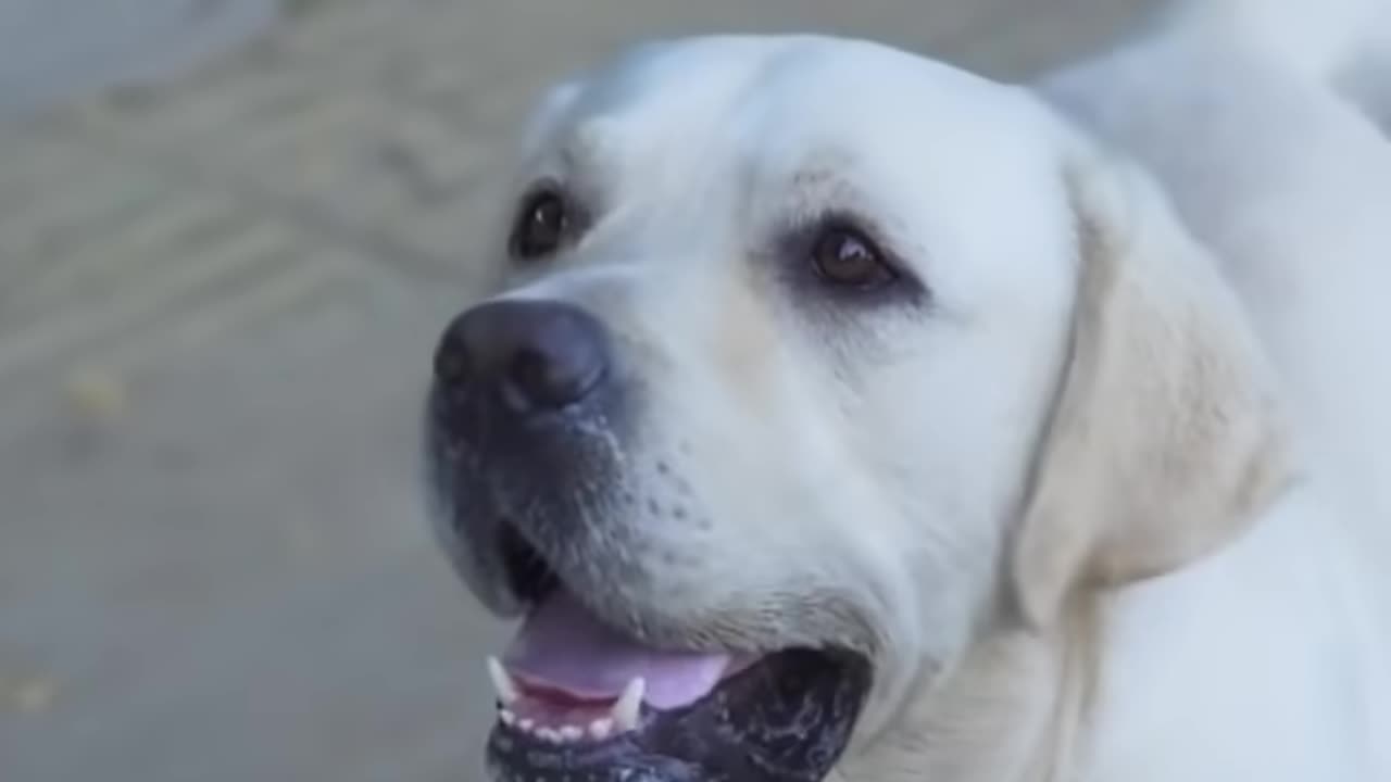 Dog saves a blind man