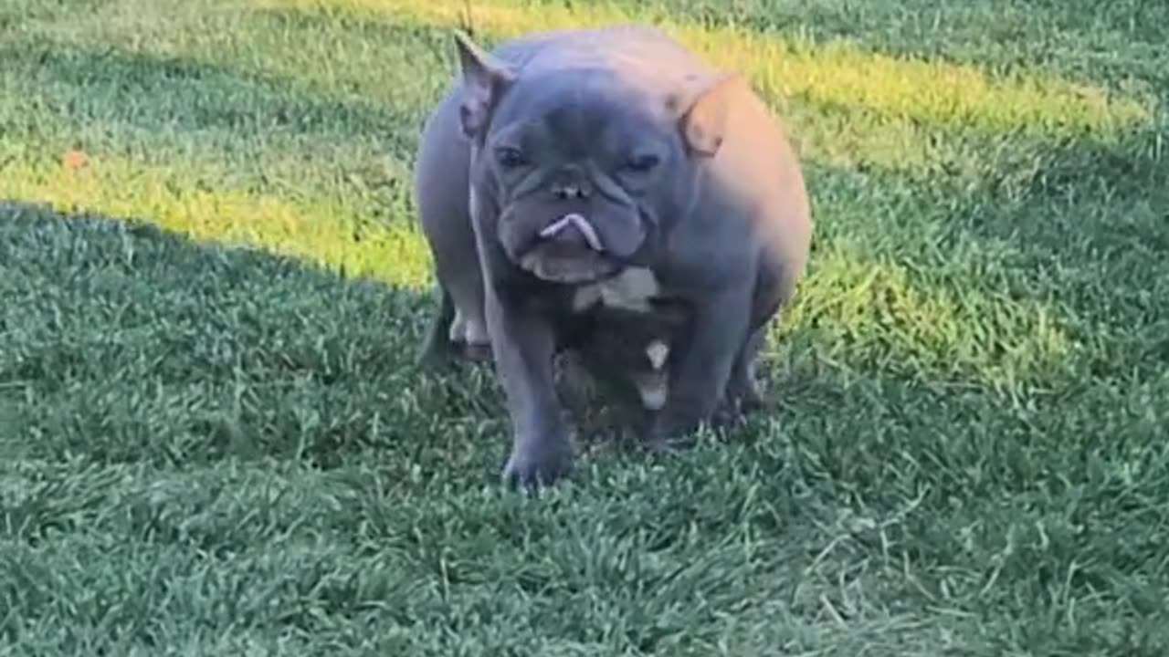 See my dog