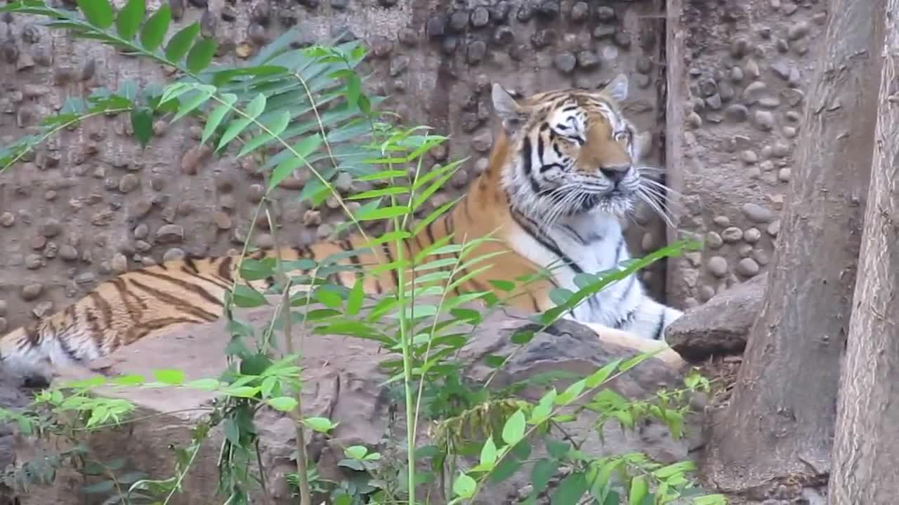 Cute Tiger Meow @ the Denver Zoo, August 24, 2012