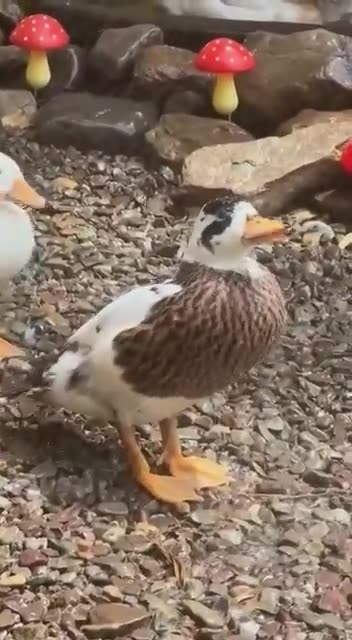 Watering your ducks on a very hot day