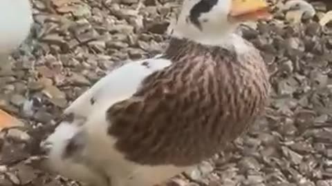 Watering your ducks on a very hot day