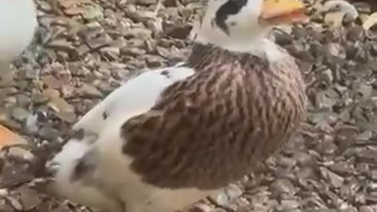 Watering your ducks on a very hot day