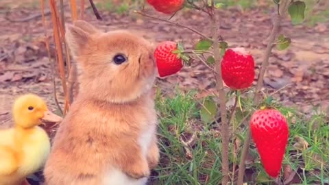 Rabbit Eat in forest