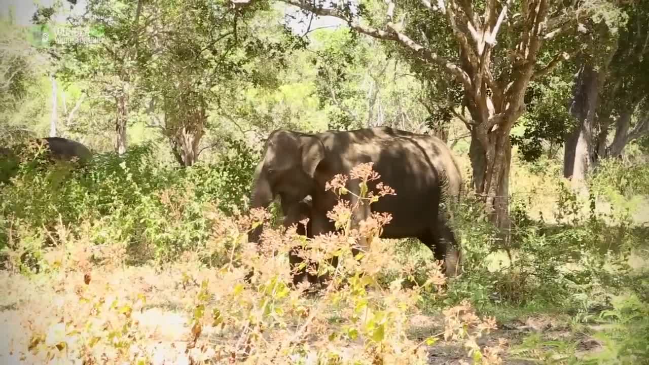 Heartwarming Moment Wild Elephant Recognises The Vet Who Treated Him 12 Years Ago