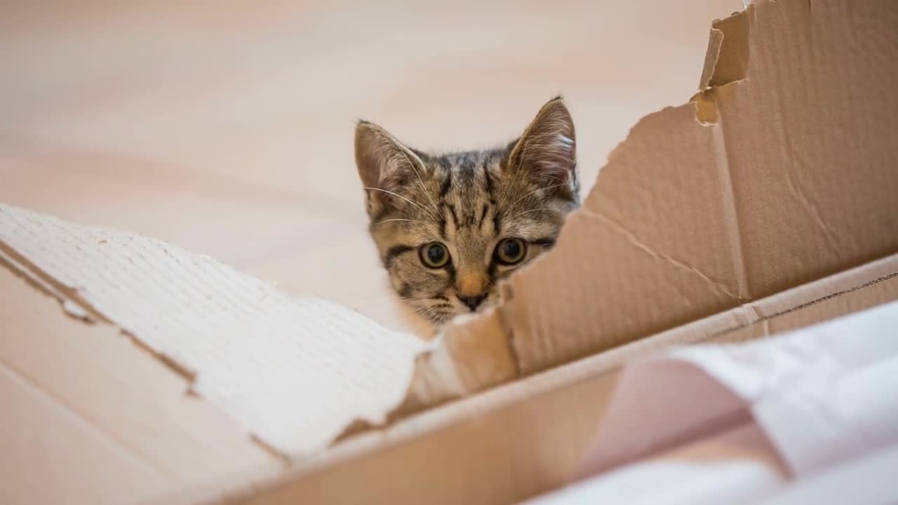 Kitten hiding behind ripped cardboard