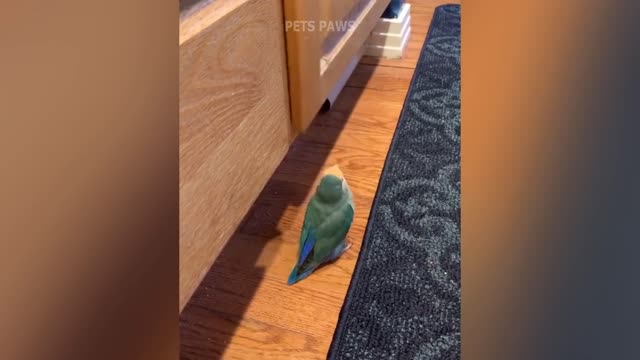 smart and funny bird-parrot talking video compilation