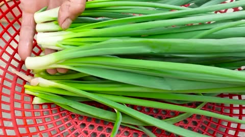 Growing Onions with just a few small plastic bottles, great results