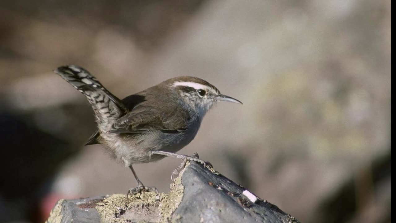 Bewick's Wren Bird Sound Video