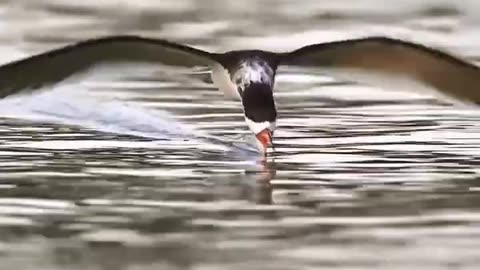 Black Skimmer