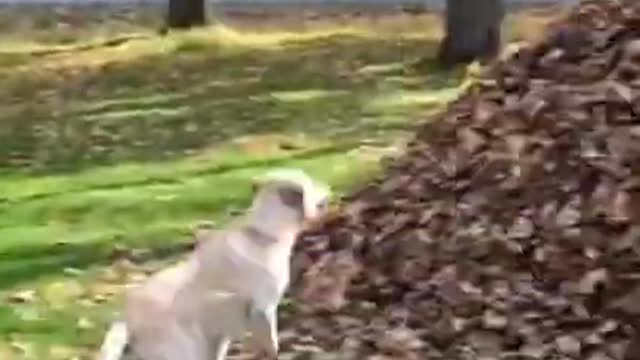 dogs having the time of their lives