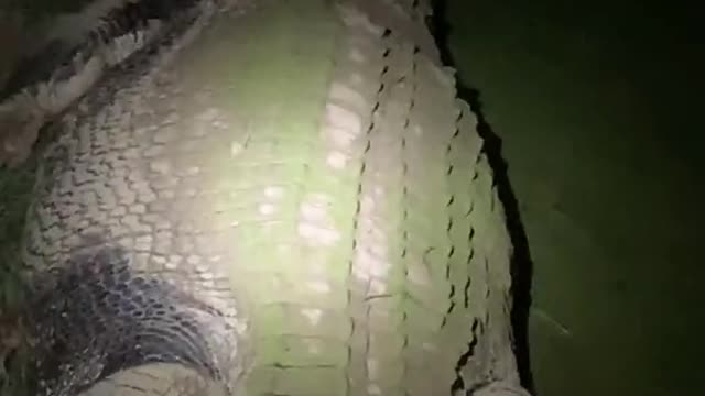 crocodile in the out back🐊dinosaurs