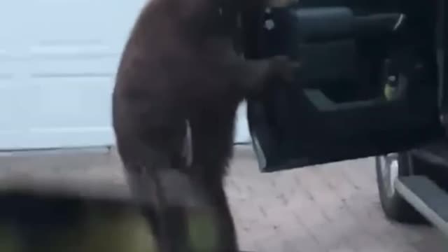 Dont leave your car unlocked with a Black Bear around