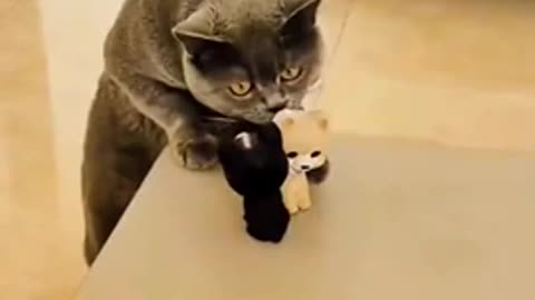 Cat play doll??