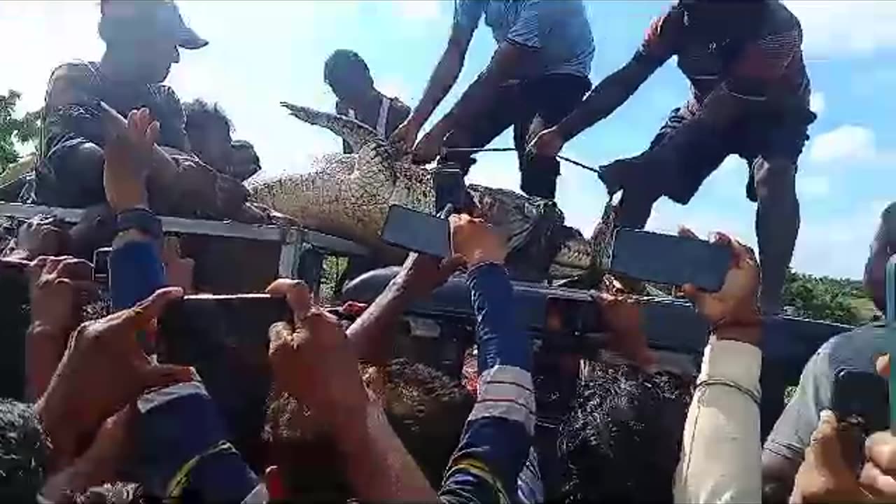 Crocodile 👍