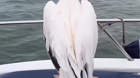 The longest beak of a majestic pelican bird #shorts #shortvideo #video #virals #videoviral