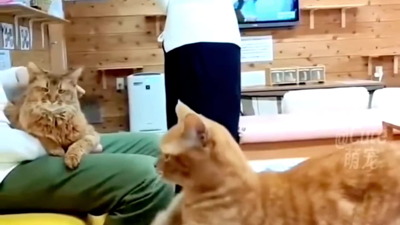 Funny cat dance video 😂