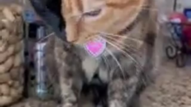 Funniest Videos With Cats 💕🐾😍