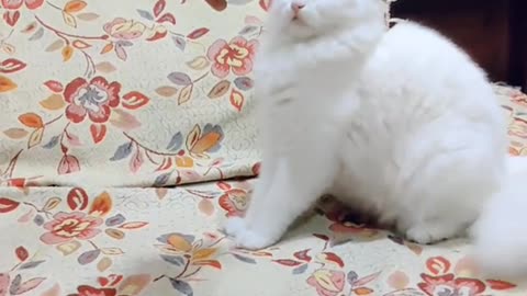 cute cat video