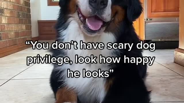 "You don't have scary dog privilege, look how happy he looks"