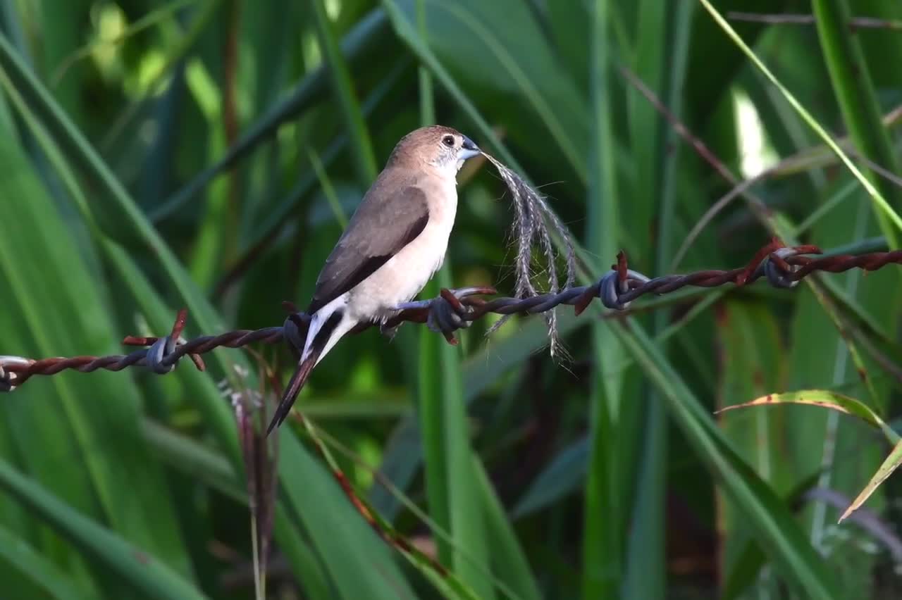 Indian silver bill