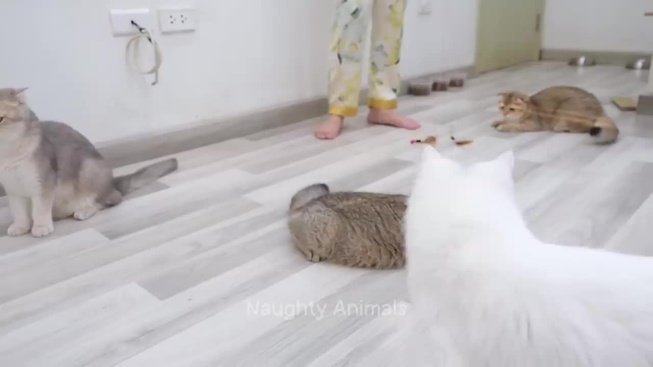 Funny animal video