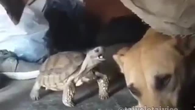 Turtle & Aggressive Dog🤣🤣🤣🤣🤣🤣🤣🤣