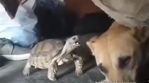 Turtle & Aggressive Dog🤣🤣🤣🤣🤣🤣🤣🤣