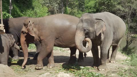 Mother elephant protects her cub