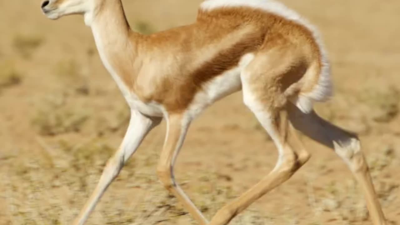 Baby springbok pronking