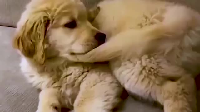 Best dogs moments