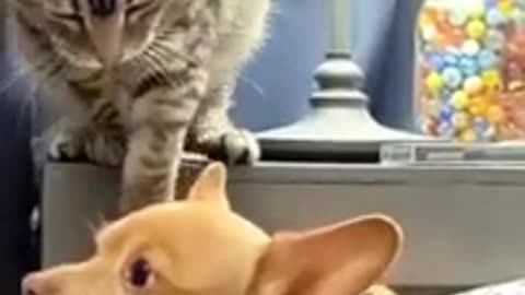Funny video