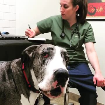 What happened to, “Dog Park!!!”#dogproblems