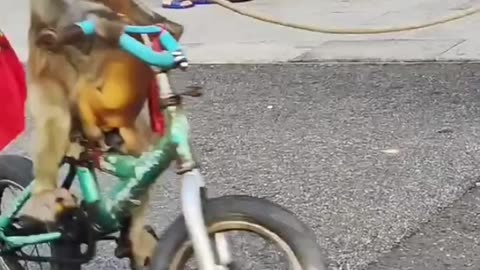 Monkey riding a bicycle: Watch this viral video.😃😃