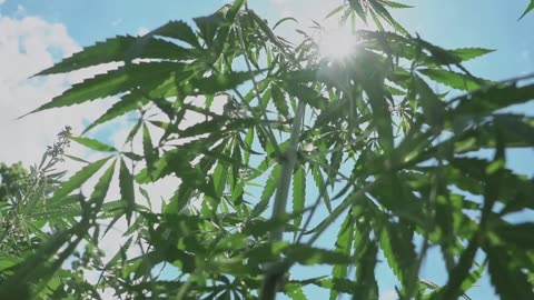 Transitioning Indoor Cannabis to the Great Outdoors: A Comprehensive Guide