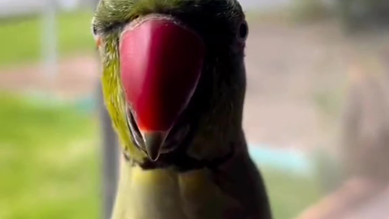 Funny and Lovely Parrot's 🦜