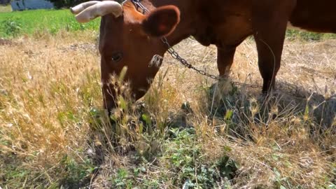 A Red-Haired Cow Cow Graze Pasture Meadow Food 😍😍