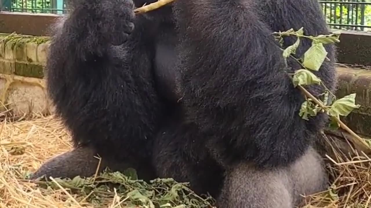 Gorillas have specialised intestines and gut bacteria, which ferment food to gain more nutrition