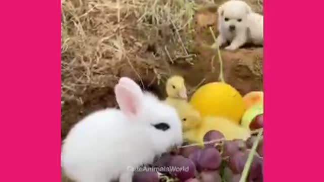 Best Funny animals Videos