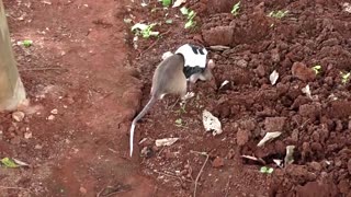 Rats with backpacks trained for search and rescue