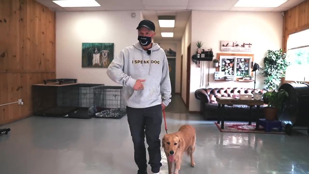 Dog training