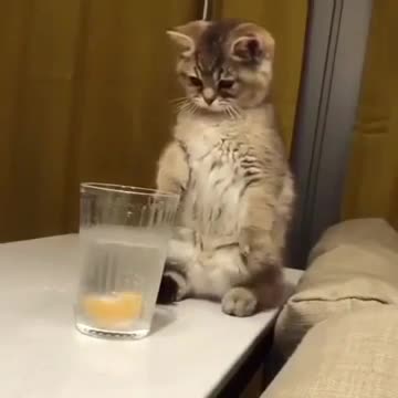 Best funny cat
