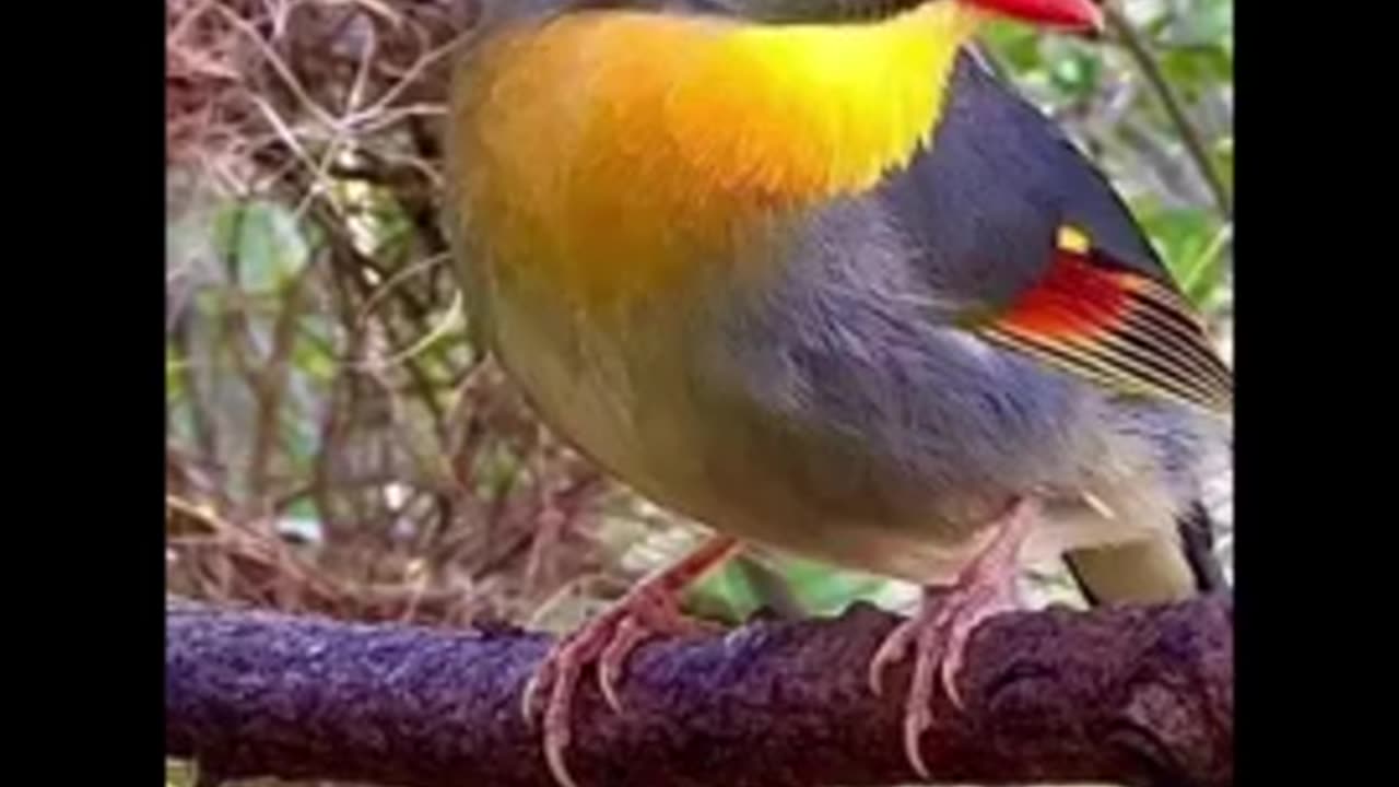 दुनिया के सबसे अनोखा पक्षी🐦 - Rarest Birds Of The World